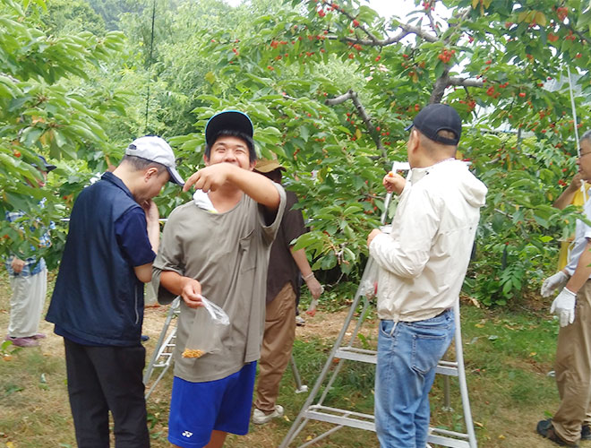 さくらんぼ狩り